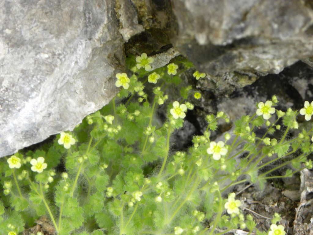 Saxifraga arachnoidea